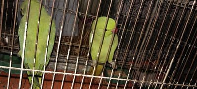 pair of green parrot