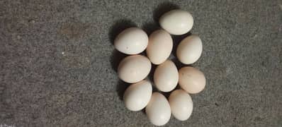 king sahmo ki Eggs for sell