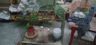 Blue fisher birds with cage