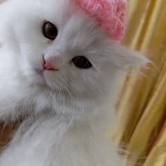 Persian female kitten