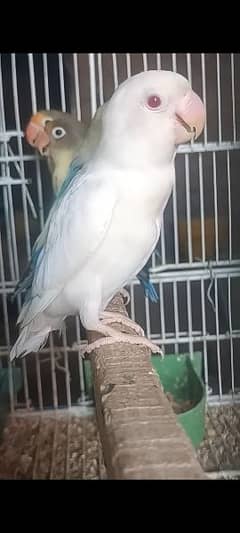 Albino Red Eye