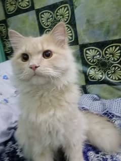 Persian cat double cauted fully trained