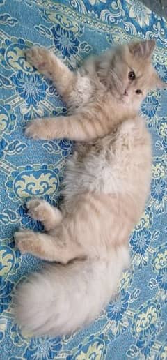 Persian cat double cauted fully trained