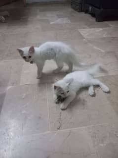 Persian Cat Kitten Male and Female 3 months age