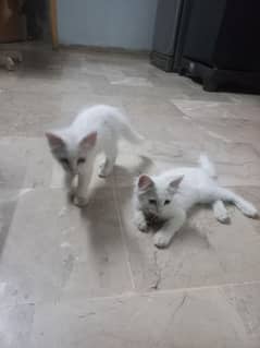 Persian Cat kitten Male and Female