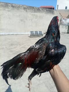 aseel birds for sale