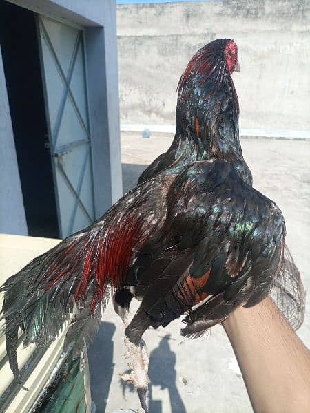 aseel birds for sale 4