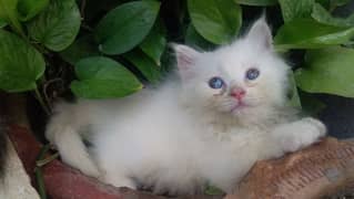 White Persian kittens for sale