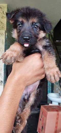 German shepherd  long coat puppy for sale