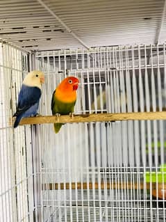 Opaline Breeder Pair