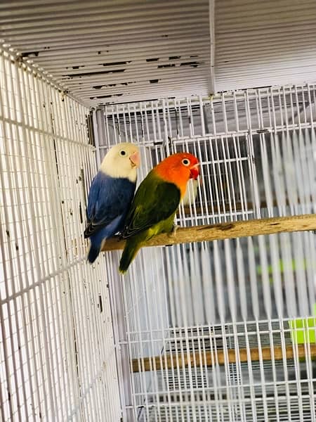 Opaline Breeder Pair 1