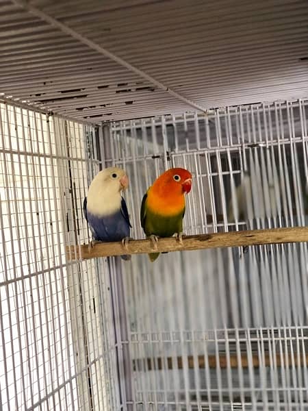 Opaline Breeder Pair 2