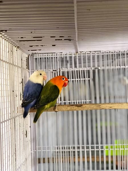 Opaline Breeder Pair 3