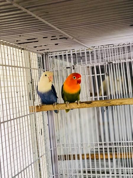 Opaline Breeder Pair 4