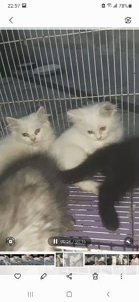 cat babies for sale 1