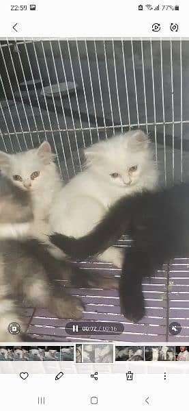 cat babies for sale 2