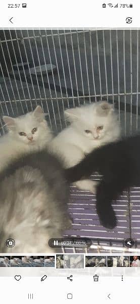 cat babies for sale 3