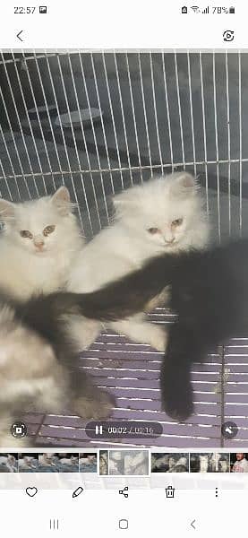 cat babies for sale 4