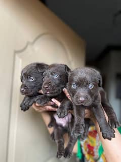 Labrador puppies pure British for sale