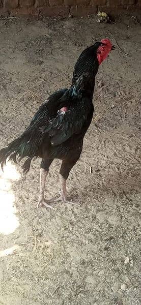 کالے رنگ میں بریڈر اصیل مرغا برائے فروخت ہے 11