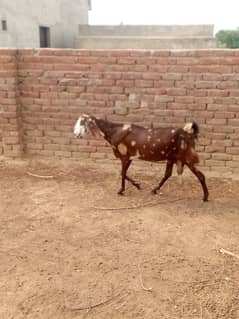 beetal goat bakri for selling