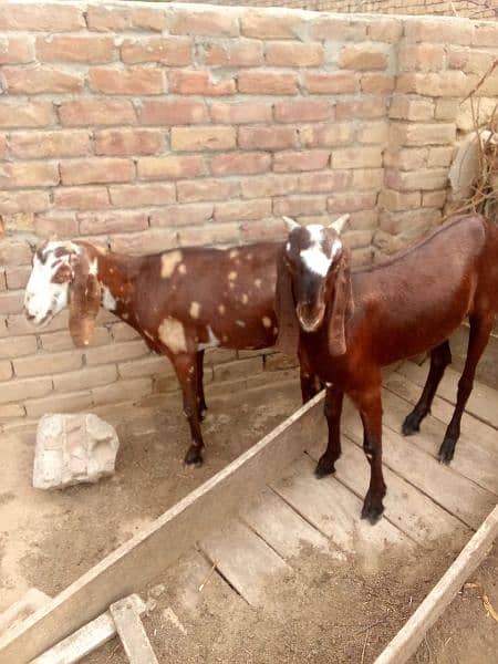 beetal goat bakri for selling 1