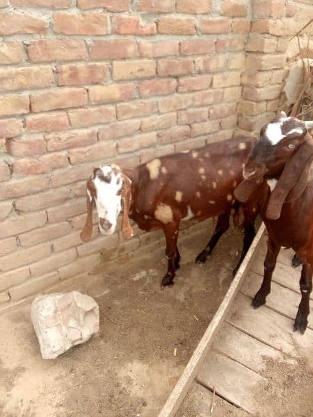 beetal goat bakri for selling 2