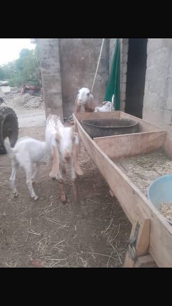 Goats for sale 1