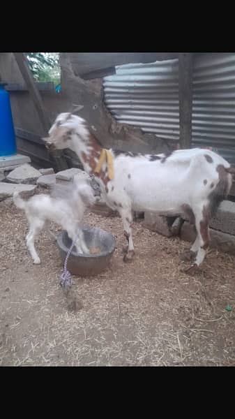 Goats for sale 2