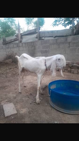 Goats for sale 3