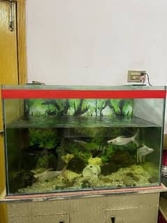 Aquarium with fishes & accessories for sale