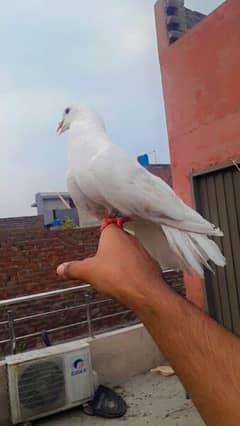 hand taim pigeon for sale
