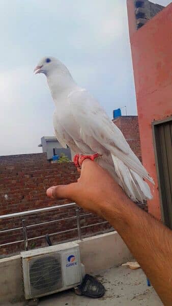 hand taim pigeon for sale 1