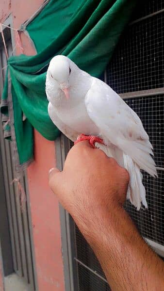 hand taim pigeon for sale 2