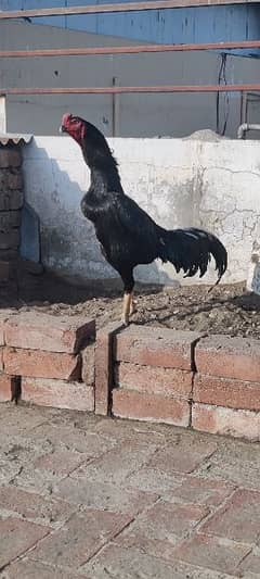4 months chick pair available 0