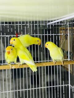 cremino Albino parbule love birds parrots