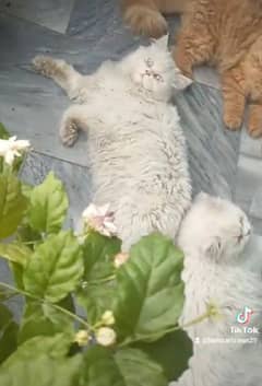 Persian cat white pair for sale