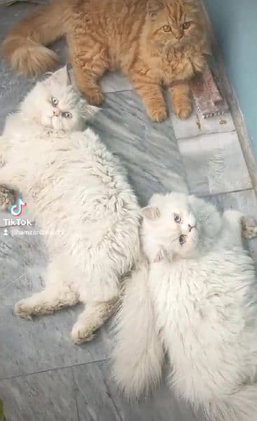 Persian cat white pair for sale 1