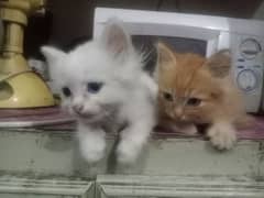 2 male kitten sale persion