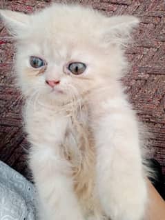 triple coat/Punch face/Persian kittens