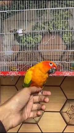 sun conure 0