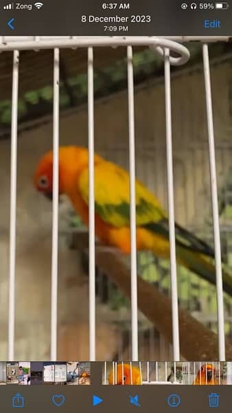 sun conure 2