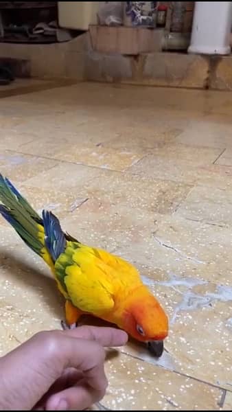 sun conure 3