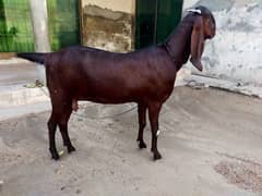 Beetal Goat
