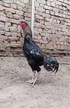 Fine Quality Breader Aseel Male For Sale