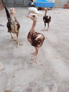 High Quality Aseel Chicks