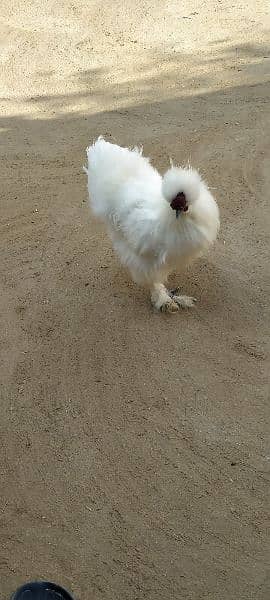 white silkie murga 0