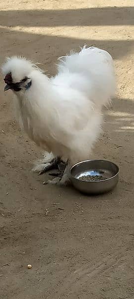 white silkie murga 1