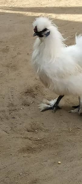 white silkie murga 2