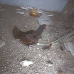 Aseel female with 8 chiks age 4 month each 0